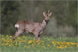 <p>SRNEC OBECNÝ (Capreolus capreolus) Šluknovsko -Jiříkov --- /European roe deer - Reh/</p>